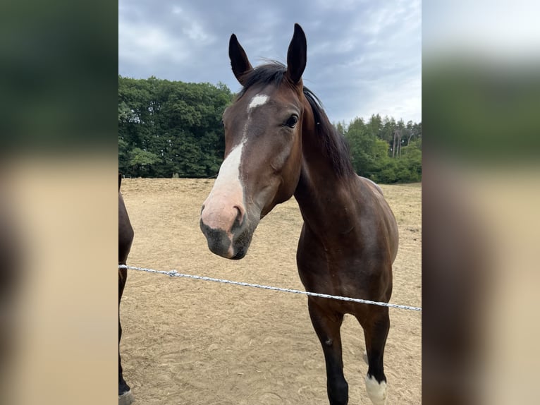 Deutsches Sportpferd Wallach 3 Jahre 165 cm Dunkelbrauner in Steinach
