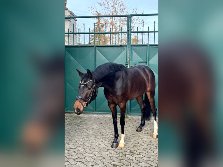 Deutsches Sportpferd Wallach 3 Jahre 165 cm Dunkelbrauner in Dormagen