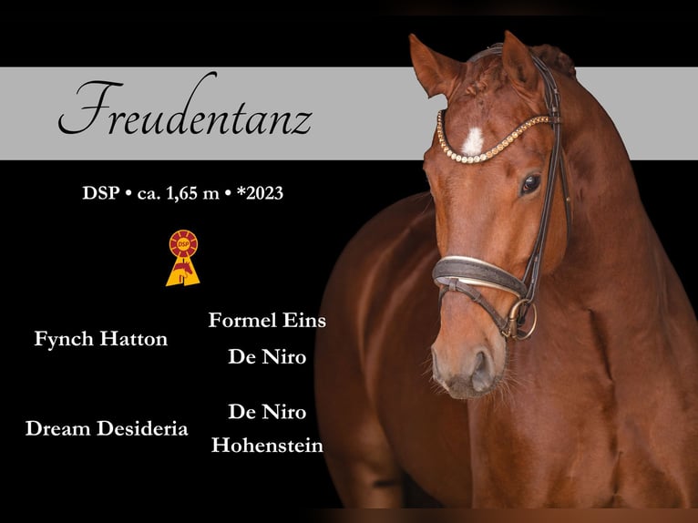 Deutsches Sportpferd Wallach 3 Jahre 165 cm Dunkelfuchs in Wehringen