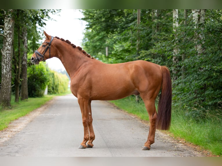 Deutsches Sportpferd Wallach 3 Jahre 165 cm Fuchs in Illertissen