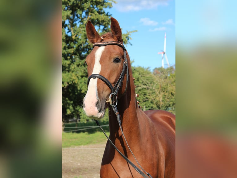 Deutsches Sportpferd Wallach 3 Jahre 165 cm Fuchs in Sommerhausen