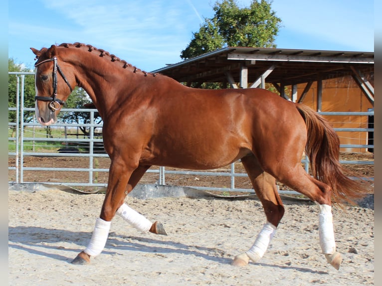 Deutsches Sportpferd Wallach 3 Jahre 165 cm Fuchs in Sommerhausen