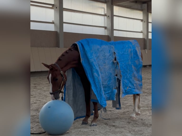 Deutsches Sportpferd Wallach 3 Jahre 165 cm Fuchs in Sommerhausen