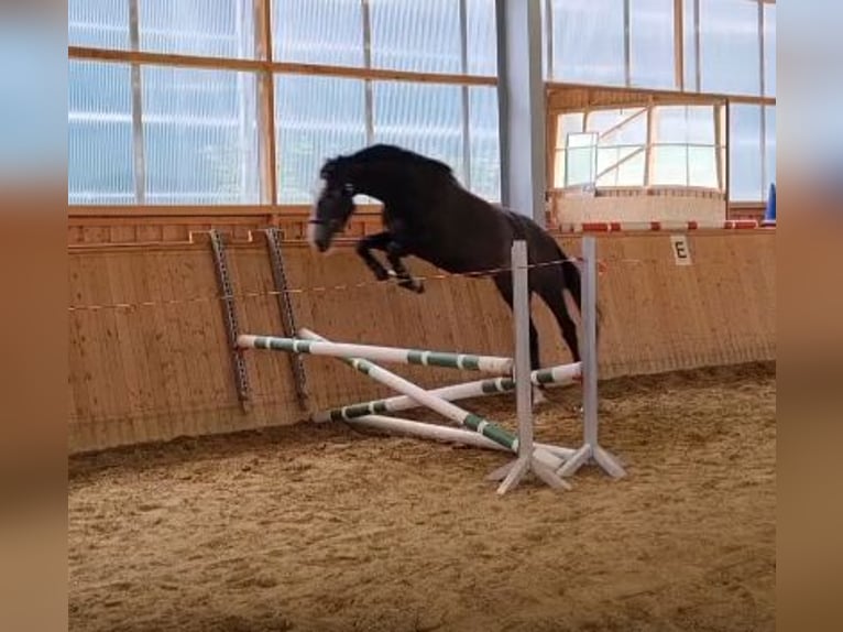Deutsches Sportpferd Wallach 3 Jahre 165 cm Kann Schimmel werden in Heretsried
