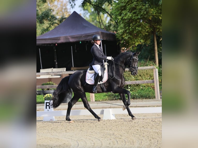 Deutsches Sportpferd Wallach 3 Jahre 165 cm Rappe in Ladeburg Deutsches Sportpferd Wallach 3 Jahre 165 cm Rappe in Ladeburg