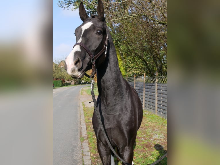 Deutsches Sportpferd Wallach 3 Jahre 165 cm Rappe in Dorsten