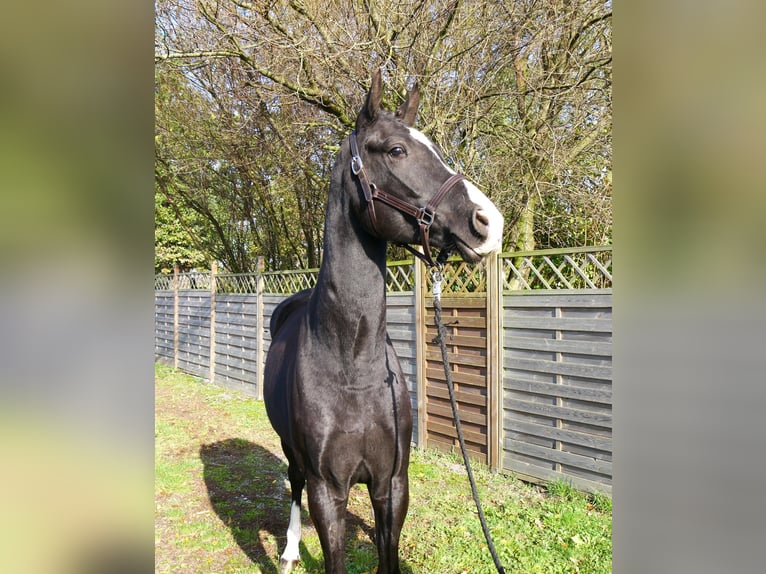 Deutsches Sportpferd Wallach 3 Jahre 165 cm Rappe in Dorsten