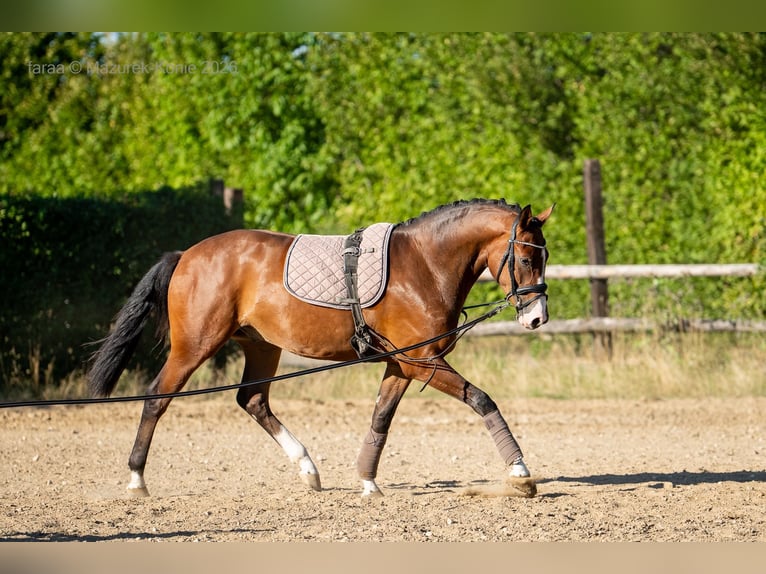 Deutsches Sportpferd Wallach 3 Jahre 165 cm Rotbrauner in Świdnica