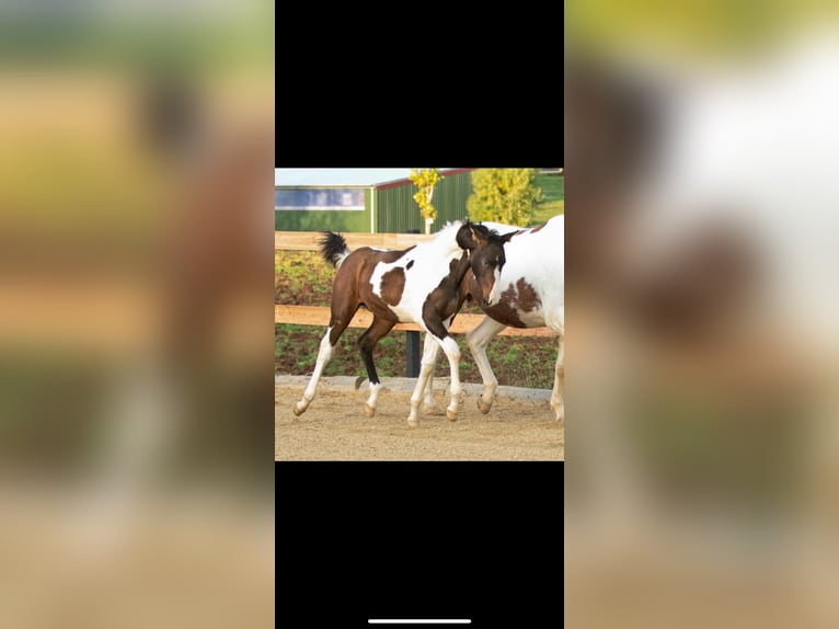 Deutsches Sportpferd Wallach 3 Jahre 165 cm Schecke in Wolfhagen