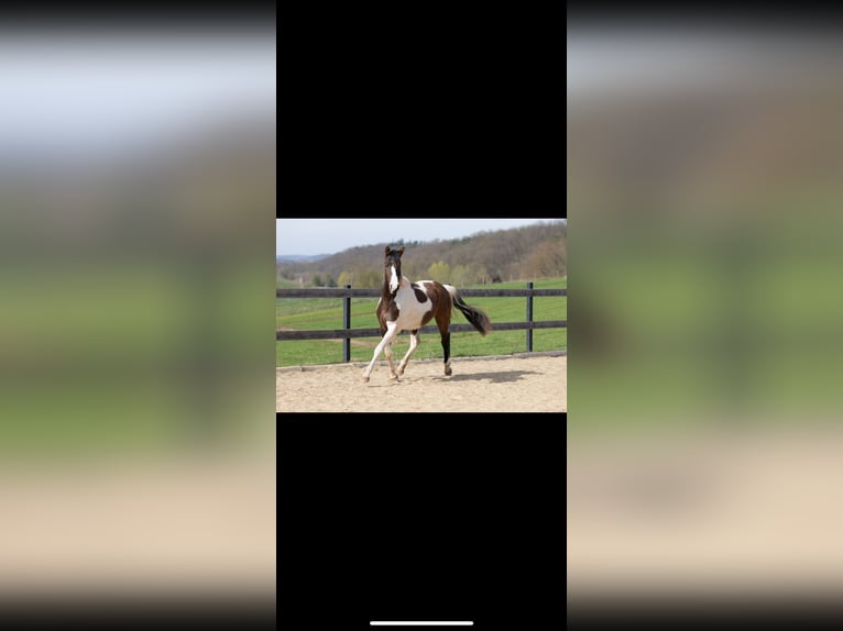 Deutsches Sportpferd Wallach 3 Jahre 165 cm Schecke in Wolfhagen