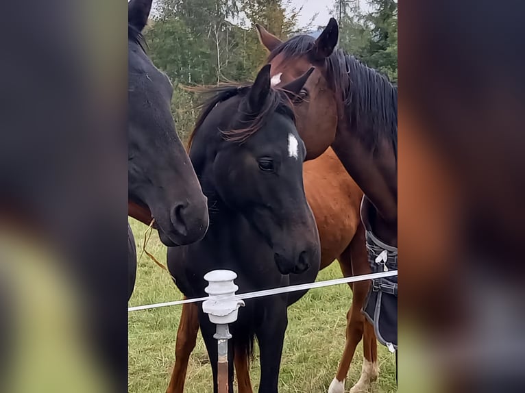 Deutsches Sportpferd Wallach 3 Jahre 165 cm Schwarzbrauner in Kurtscheid