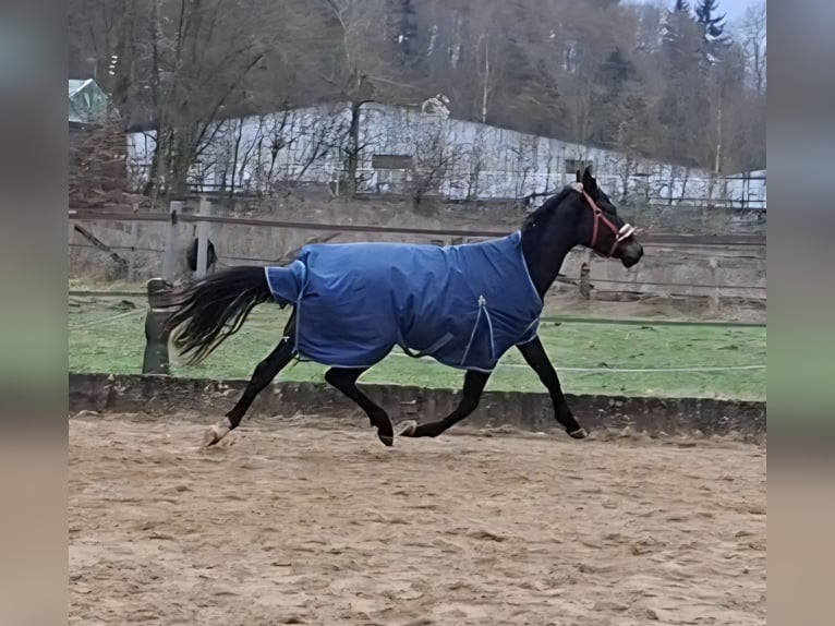 Deutsches Sportpferd Wallach 3 Jahre 165 cm Schwarzbrauner in Kurtscheid