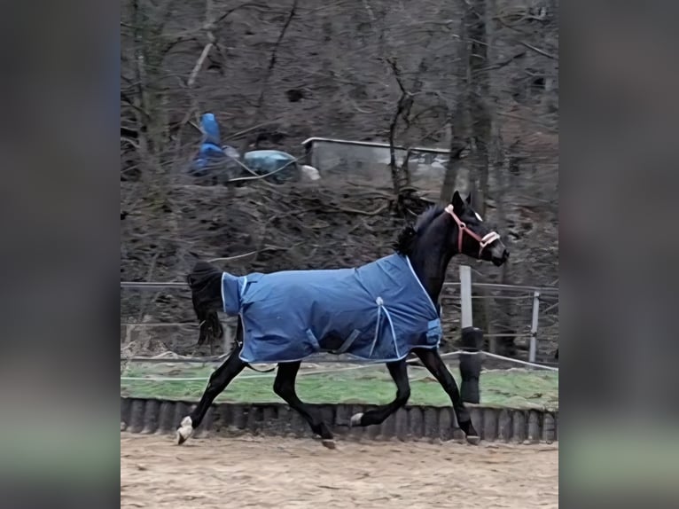 Deutsches Sportpferd Wallach 3 Jahre 165 cm Schwarzbrauner in Kurtscheid