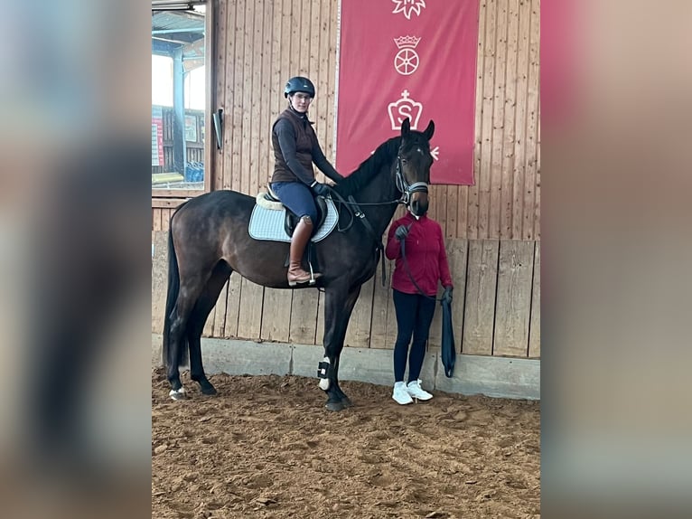 Deutsches Sportpferd Wallach 3 Jahre 165 cm Schwarzbrauner in Ilmtal-Weinstra&#xDF;e