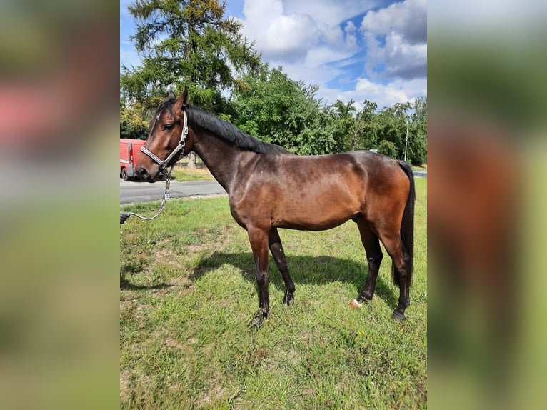 Deutsches Sportpferd Wallach 3 Jahre 165 cm Schwarzbrauner in Ilmtal-Weinstra&#xDF;e