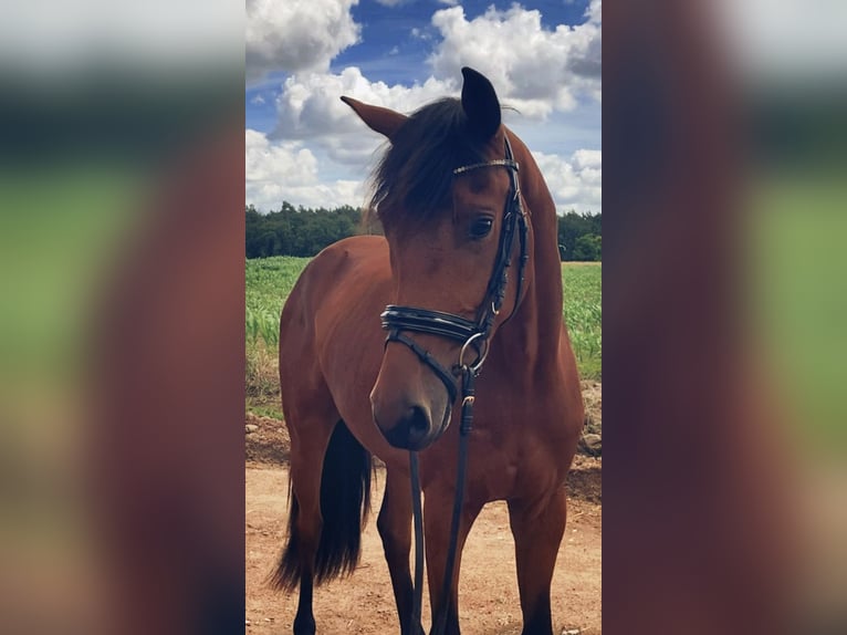 Deutsches Sportpferd Wallach 3 Jahre 166 cm Brauner in Rochau