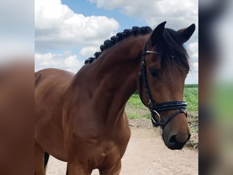 Deutsches Sportpferd Wallach 3 Jahre 166 cm Brauner in Rochau