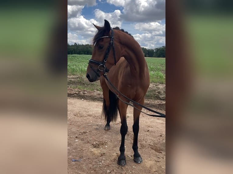 Deutsches Sportpferd Wallach 3 Jahre 166 cm Brauner in Rochau