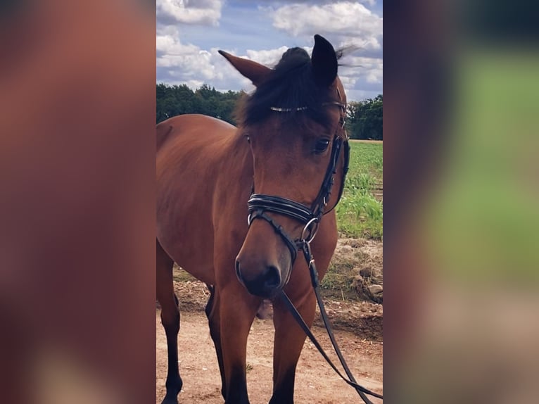 Deutsches Sportpferd Wallach 3 Jahre 166 cm Brauner in Rochau