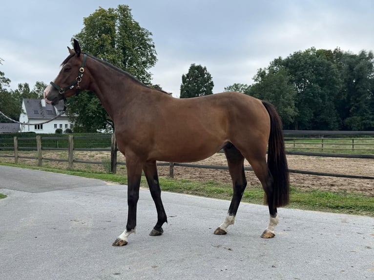 Deutsches Sportpferd Wallach 3 Jahre 166 cm Brauner in Ratingen