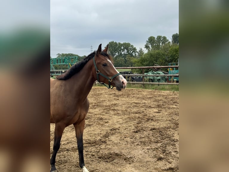 Deutsches Sportpferd Wallach 3 Jahre 166 cm Brauner in Ratingen
