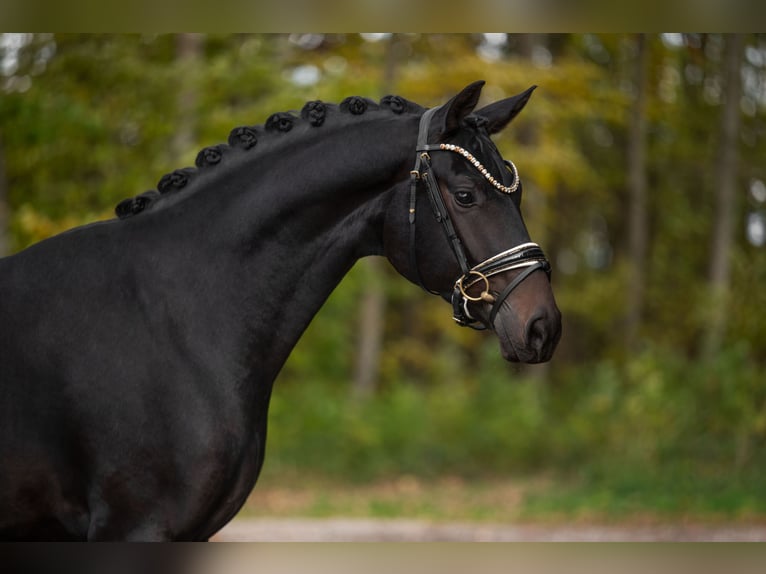 Deutsches Sportpferd Wallach 3 Jahre 166 cm Dunkelbrauner in Wehringen Deutsches Sportpferd Wallach 3 Jahre 166 cm Dunkelbrauner in Wehringen