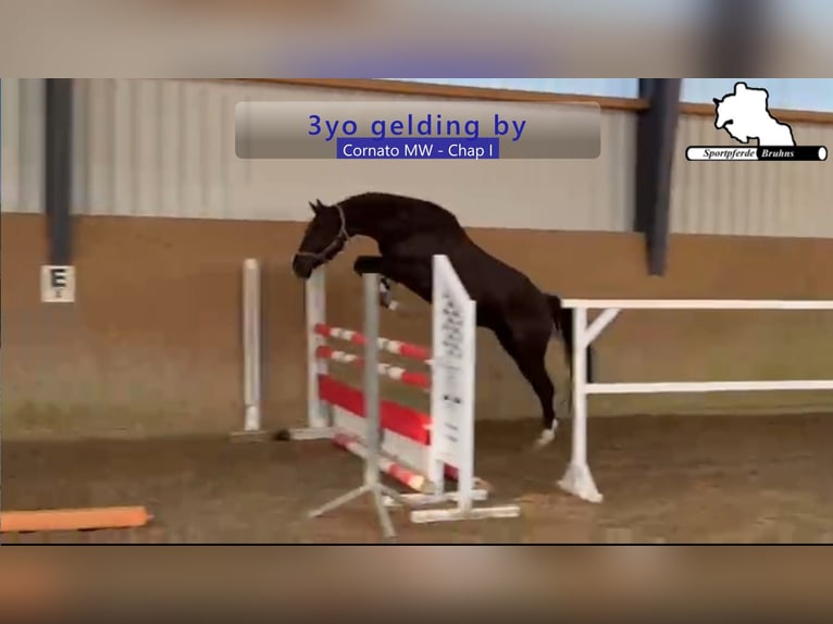 Deutsches Sportpferd Wallach 3 Jahre 166 cm Dunkelbrauner in Gadow