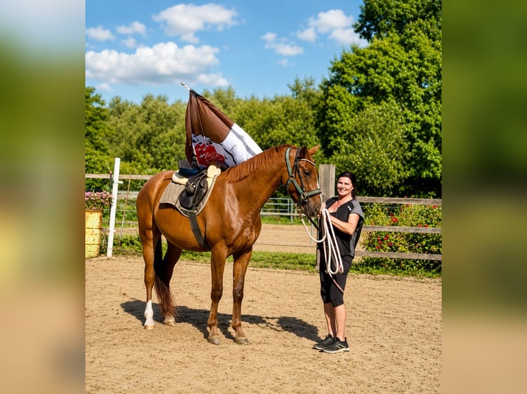 Deutsches Sportpferd Wallach 3 Jahre 166 cm Dunkelfuchs in Bosau