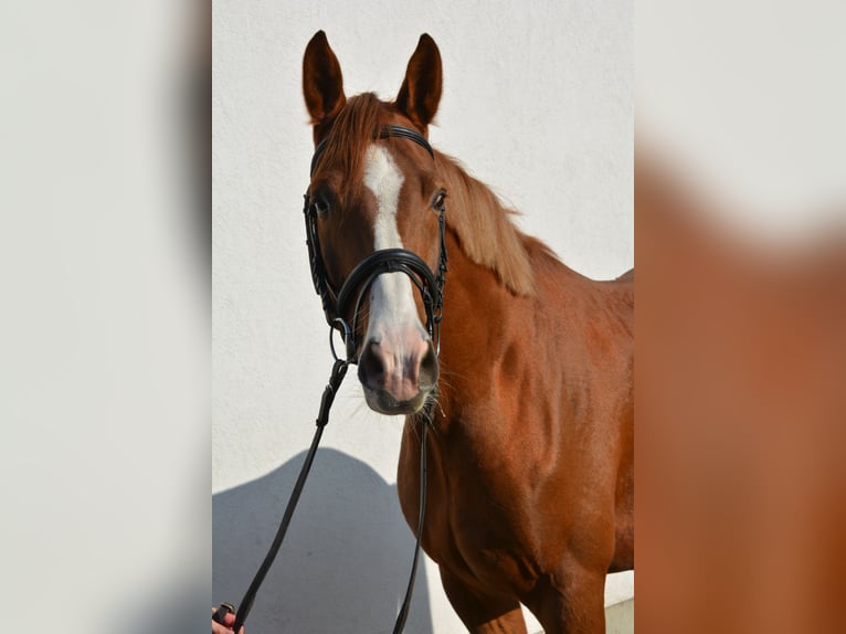 Deutsches Sportpferd Wallach 3 Jahre 166 cm Dunkelfuchs in München