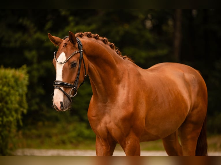 Deutsches Sportpferd Wallach 3 Jahre 166 cm Fuchs in Wehringen