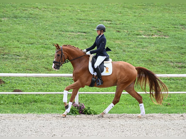 Deutsches Sportpferd Wallach 3 Jahre 166 cm Fuchs in Gomadingen