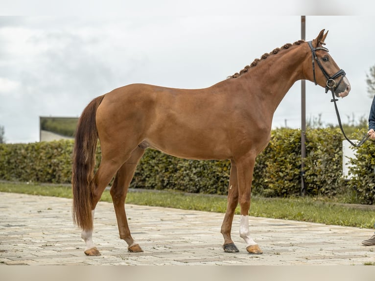 Deutsches Sportpferd Wallach 3 Jahre 166 cm Fuchs in Gomadingen