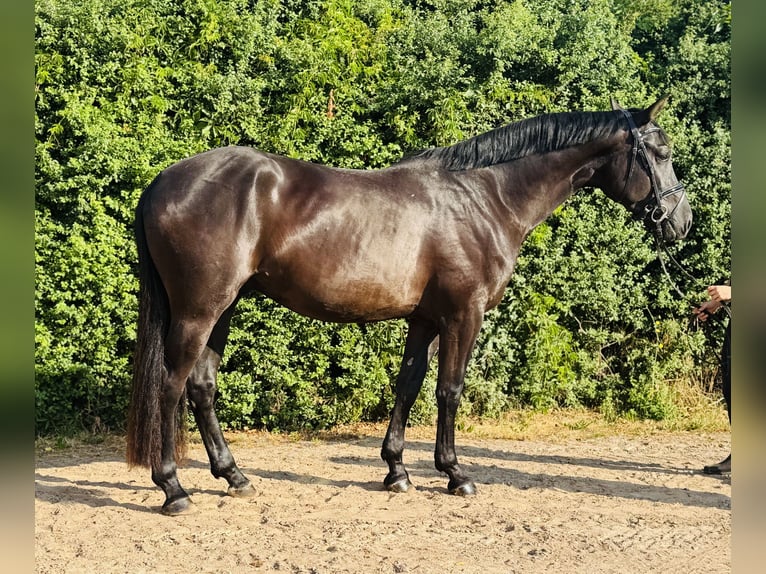 Deutsches Sportpferd Wallach 3 Jahre 166 cm Rappe in Nordhausen