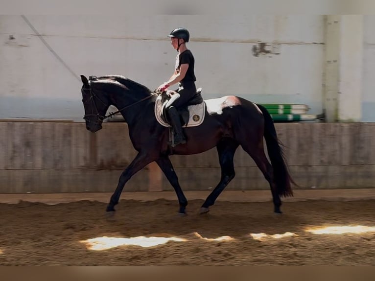 Deutsches Sportpferd Wallach 3 Jahre 166 cm Rappe in Nordhausen