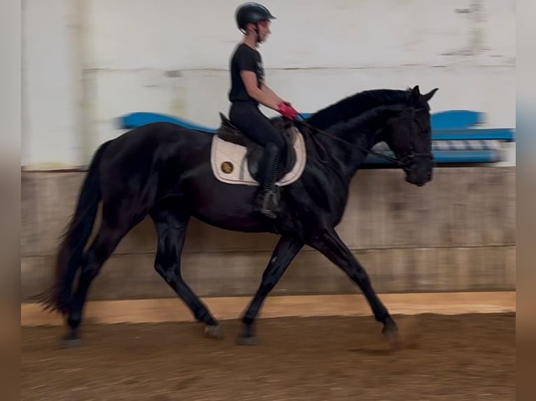 Deutsches Sportpferd Wallach 3 Jahre 166 cm Rappe in Nordhausen