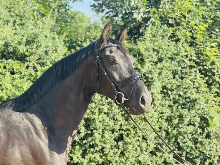 Deutsches Sportpferd Wallach 3 Jahre 166 cm Rappe in Nordhausen