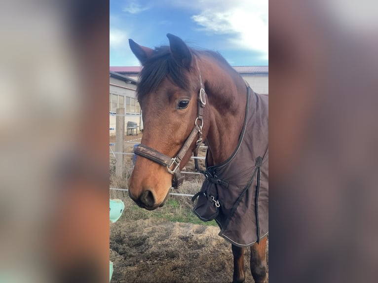 Deutsches Sportpferd Wallach 3 Jahre 167 cm Brauner in Rochau