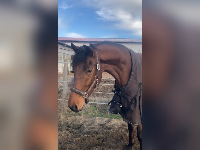 Deutsches Sportpferd Wallach 3 Jahre 167 cm Brauner in Rochau