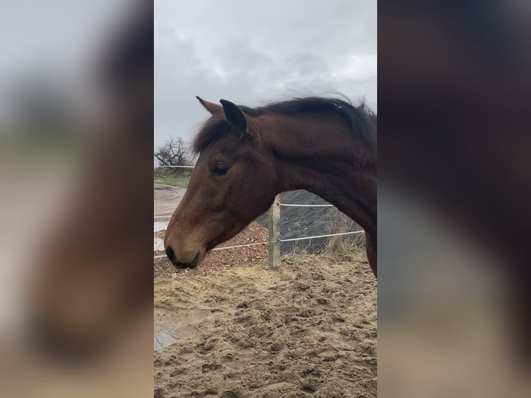 Deutsches Sportpferd Wallach 3 Jahre 167 cm Brauner in Rochau