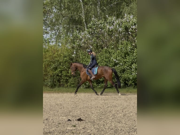 Deutsches Sportpferd Wallach 3 Jahre 167 cm Brauner in Achstetten