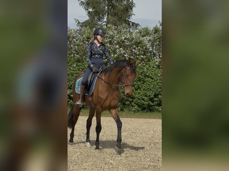Deutsches Sportpferd Wallach 3 Jahre 167 cm Brauner in Achstetten