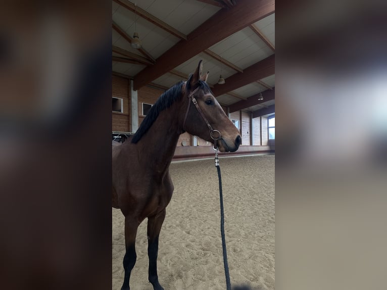 Deutsches Sportpferd Wallach 3 Jahre 167 cm Brauner in Achstetten