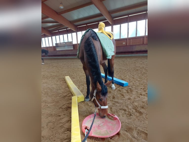 Deutsches Sportpferd Wallach 3 Jahre 167 cm Brauner in Achstetten