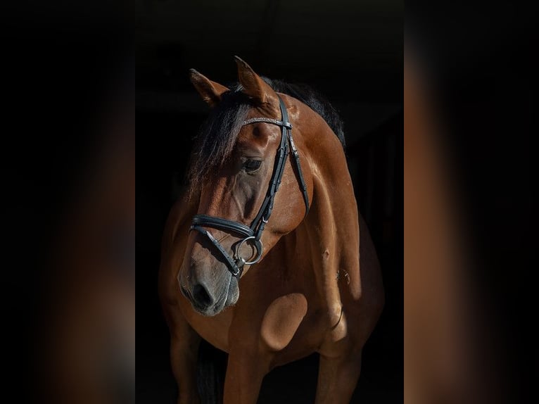 Deutsches Sportpferd Wallach 3 Jahre 167 cm Brauner in Kolkwitz