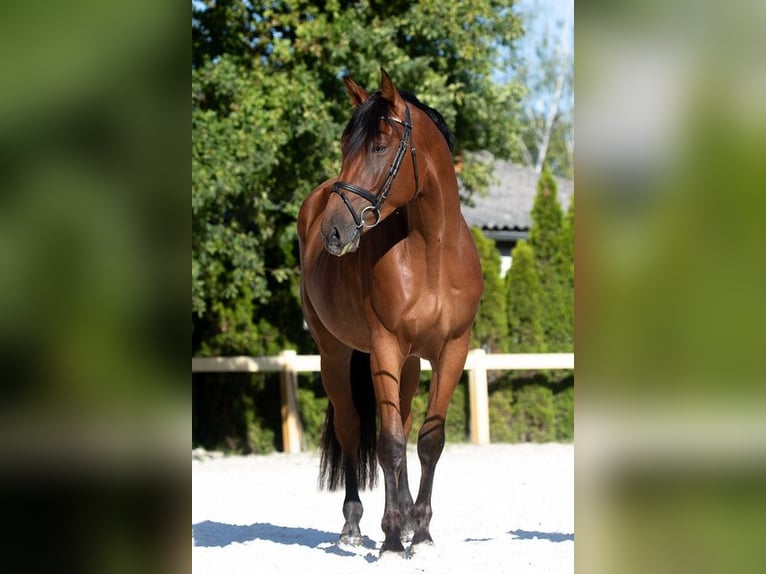 Deutsches Sportpferd Wallach 3 Jahre 167 cm Brauner in Kolkwitz