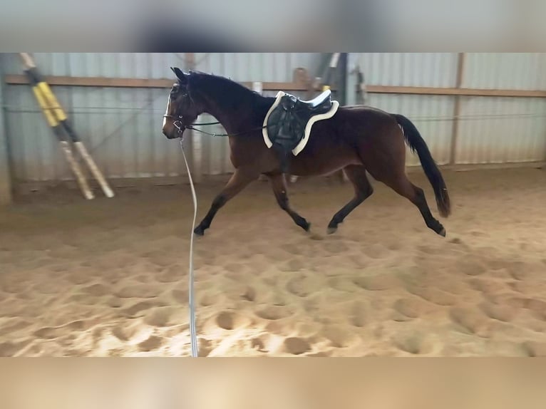 Deutsches Sportpferd Wallach 3 Jahre 167 cm Brauner in Artern