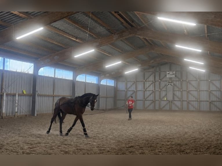 Deutsches Sportpferd Wallach 3 Jahre 167 cm Brauner in Artern