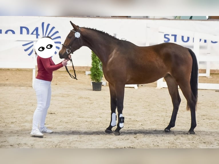 Deutsches Sportpferd Wallach 3 Jahre 167 cm Brauner in Artern