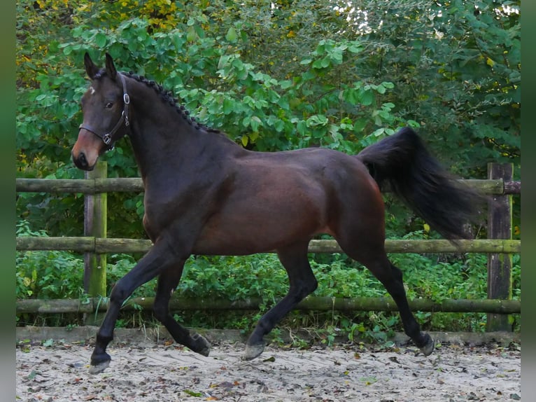 Deutsches Sportpferd Wallach 3 Jahre 167 cm in Dorsten