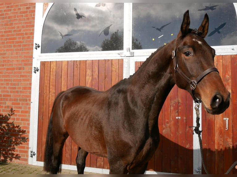 Deutsches Sportpferd Wallach 3 Jahre 167 cm in Dorsten